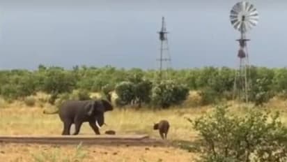 ആനയോ ആർക്ക് പേടി, കുലുക്കമില്ലാതെ നടന്നടുത്ത് കുട്ടിയെരുമ, പിൻവാങ്ങി ആന