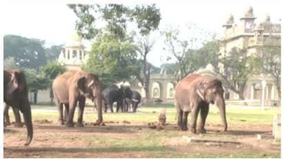 ಮೈಸೂರು : ಅರಣ್ಯ ಭವನದ ಆವರಣದಲ್ಲಿ ಆನೆಗಳ ವಿಶ್ರಾಂತಿ