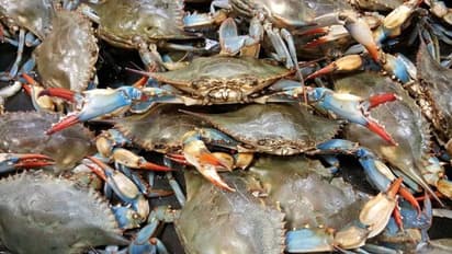 നീലഞണ്ടുകൾ സർവവും നശിപ്പിക്കുമോ? ഭയന്നുവിറച്ച് ഇറ്റലി, നിയന്ത്രിക്കാൻ സർക്കാർ അനുവദിച്ചത് 26 കോടി