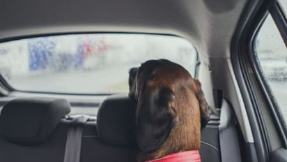 വിമാനത്താവളത്തിൽ അലക്ഷ്യമായ പാർക്ക് ചെയ്ത് 'ഫിയറ്റ്'; പരിശോധനയിൽ കണ്ടത് മൃതപ്രായനായ നായ, ഉടമയ്ക്കെതിരെ കേസ്