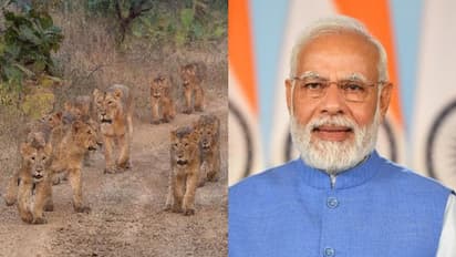 World Lion Day: ఆసియాటిక్ సింహాలకు నిలయంగా ఉన్నందుకు భారత్ గర్విస్తోంది.. ప్రధాని మోదీ