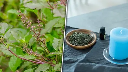 Making tulsi oil at home: 6 simple steps for improved hair growth