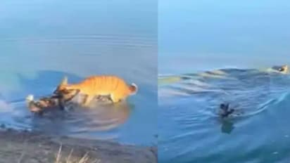 കഴുത്തിൽ പിടിമുറുക്കി കാട്ടുനായ, തന്ത്രപൂർവം കബളിപ്പിച്ച് മാൻ, വൈറലായി കാട്ടിലെ പോരാട്ട വീഡിയോ