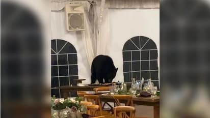 Uninvited guest: Bear crashes Colorado wedding, steals guests' desserts