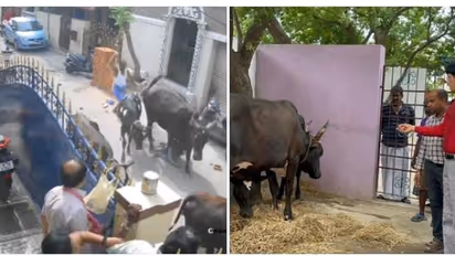 மாடு முட்டியதில் காயமடைந்த குழந்தை ஆயிஷாவின் உடல்நிலை எப்படி உள்ளது.? மருத்துவர்கள் பரபரப்பு விளக்கம்