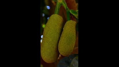  ಹಲಸಿನ ಹಣ್ಣಿನ ಖಾದ್ಯದಿಂದ ಹೆಚ್ಚು ಲಾಭ: ಶಾಸಕ