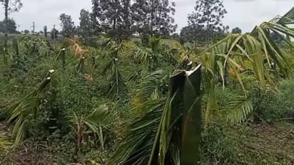 ನನ್ನ ಮಗಳನ್ನು ನಿನಗೆ ಕೊಡಲ್ಲ ಎಂದ ತಂದೆ: 3 ಎಕರೆ ಅಡಿಕೆ ಗಿಡವನ್ನೆ ನಾಶ ಮಾಡಿದ ಹುಡುಗ!