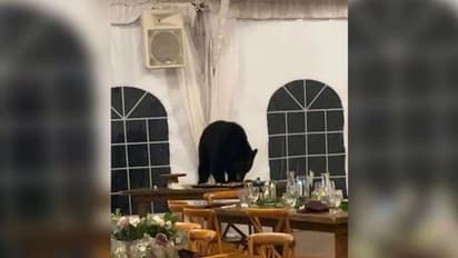 വിവാഹസദ്യക്കിടെ അപ്രതീക്ഷിതമായി കയറി വന്ന അതിഥിയെ കണ്ടോ?