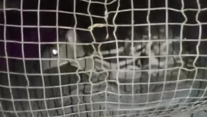 വീട്ടിലെ കുളിമുറിയില് കൂരമാന്; പിടികൂടി വനംവകുപ്പ്, നഖംകൊണ്ട് ഉദ്യോഗസ്ഥര്ക്ക് പരുക്ക്