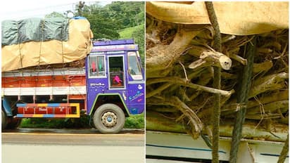 ഒരാഴ്ചയായി പെരുവഴിയിലൊരു ലോറി, 3500 കിലോ ചുണ്ടയുടെ ലോഡ്; വനംവകുപ്പ് പിടിച്ചിട്ടത് പട്ടികവർഗ സൊസൈറ്റിയുടെ ലോഡ്