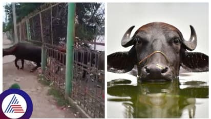 ಕಲಬುರಗಿ: ಕೆರೆಯಲ್ಲಿ ಎಮ್ಮೆಗಳನ್ನು ಸ್ನಾನ ಮಾಡಿಸಿದವರ ವಿರುದ್ಧ ಎಫ್ಐಆರ್ ದಾಖಲು!