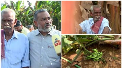 'കർഷകനല്ല കുറ്റക്കാരൻ'; വൈദ്യുതി ലൈൻ കിടക്കുന്നത് താഴ്ന്നെന്ന് കൃഷിമന്ത്രി, വാഴത്തോട്ടം സന്ദർശിച്ച് മന്ത്രി