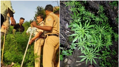 നായിബെട്ടി മലയുടെ ചെരുവിൽ ഒരുമാസം, മൂന്ന് മാസം എന്നിങ്ങനെ പ്രായമായ 215 കഞ്ചാവ് ചെടികൾ; നശിപ്പിച്ചു