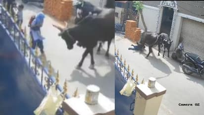 ಶಾಲೆಯಿಂದ ಬರುತ್ತಿದ್ದ ಬಾಲಕಿಯ ಕೊಂಬಿನಿಂದ ಮೇಲೆಸೆದು ತುಳಿದಾಡಿದ ಹಸು : ವೀಡಿಯೋ