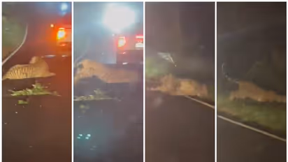 Murdoli Forest: ನಡುರಾತ್ರಿ ಕಾರ್‌ಗೆ ಡಿಕ್ಕಿಯಾದ ಹುಲಿ, ತೆವಳಿಕೊಂಡು ಹೋಗಿ ಪ್ರಾಣಬಿಟ್ಟಿತು!