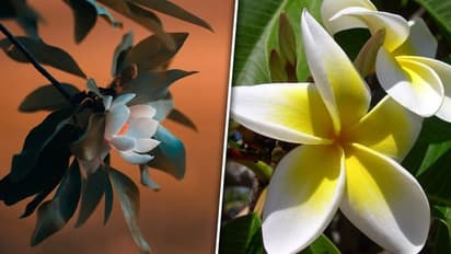 Plumeria to Magnolia: 5 white-flowers that smell sweet
