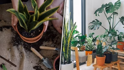 Effortless gardening: 6 must-have tools for lazy home gardeners