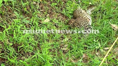 ജഡത്തിന് സമീപം മുള്ളൻപന്നിയുടെ മുള്ളുകൾ, എല്ലാം അന്വേഷണം വഴിതെറ്റിക്കാൻ, പാലക്കാട്ടെ പുലിയെ കൊന്നത്  