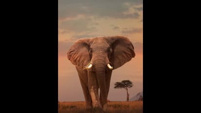 World Elephant Day 2023 : இன்று உலக யானைகள் தினம்...அதன் வரலாறு மற்றும் முக்கியத்துவம் இதோ..!!