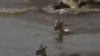 Watch Video: मां हिरण ने कैसे अपने बच्चे को मगरमच्छ से मचाया, इंटरनेट पर यूजर्स हुए इमोशनल