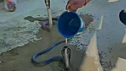 ഭയം നിറച്ച് വീഡിയോ, മൂർഖൻപാമ്പുകളെ കുളിപ്പിക്കുന്ന യുവാവ്! 