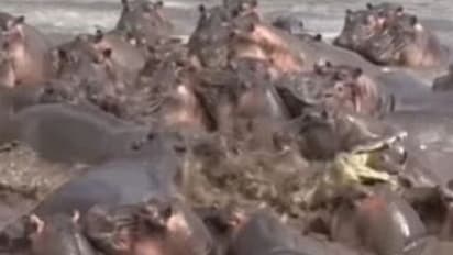 ಬದುಕೋಕೆ ಎಷ್ಟು ಹೋರಾಡ್ಬೇಕು ನೋಡಿ: 30ಕ್ಕೂ ಹೆಚ್ಚು ಹಿಪ್ಪೋಗಳೊಂದಿಗೆ ಒಂಟಿ ಮೊಸಳೆ ಫೈಟ್!