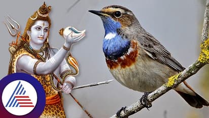 ಕಾಗೆ ಕಂಡ್ರೆ ಶುಭವೋ, ಅಶುಭವೋ ಗೊತ್ತು, ಶ್ರಾವಣ ಮಾಸದಲ್ಲಿ ನೀಲಕಂಠ ಪಕ್ಷಿ ಕಂಡ್ರೆ?