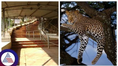 ತಿರುಪತಿ ಬೆಟ್ಟ ಹತ್ತುವಾಗ ಚಿರತೆ ದಾಳಿ, ಬಾಲಕಿ ಬಲಿ, ಬೆಟ್ಟ ಏರುವ ಭಕ್ತರಲ್ಲಿ ಆತಂಕ