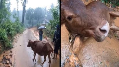ചെളിയിൽ താഴ്ന്നു പോയി പശു, രക്ഷകരായി ബൈക്ക് റൈഡേഴ്സ്; സോഷ്യൽ മീഡിയയിൽ വൻ അഭിനന്ദനം ഏറ്റുവാങ്ങിയ വീഡിയോ