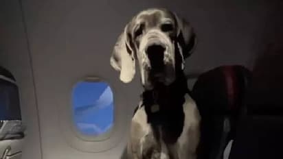 63 കിലോയുള്ള നായയുമായി സഞ്ചരിക്കാൻ അമേരിക്കക്കാരൻ ബുക്ക് ചെയ്തത് മൂന്ന് വിമാന ടിക്കറ്റുകൾ