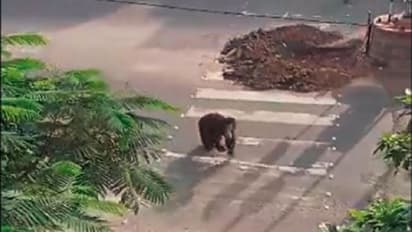 ಕಾಡು ಬಿಟ್ಟು ನಾಡು ನೋಡಲು ಬಂದ ಕರಡಿ:  ಓಟಕಿತ್ತ ಜನ: ವೈರಲ್ ವೀಡಿಯೋ