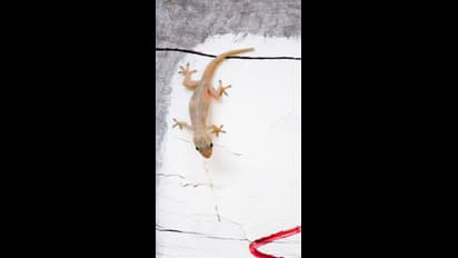 Retro porno yaqin planda Jinsiy obuna