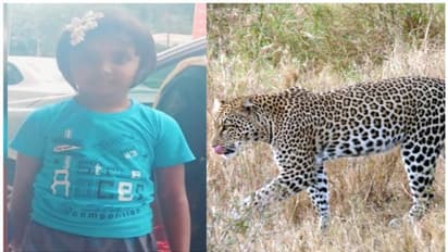 திருப்பதி நடைபாதையில் ஆறு வயது சிறுமியை கொன்ற சிறுத்தை பிடிபட்டது; அதிகாரிகள் நிம்மதி பெருமூச்சி