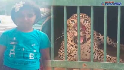 హమ్మయ్య.. తిరుమలలో చిరుత చిక్కింది..