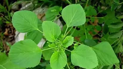 ஒரே இலை பல பிரச்சனைகளுக்கு தீர்வு.. குப்பைமேனி இலையில் இத்தனை நன்மைகள் இருக்கா?