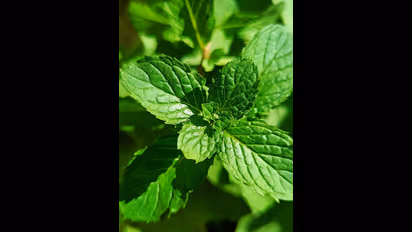 Unveiling natural radiance: 5 revolutionary Skin benefits of Tulsi