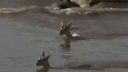 കുഞ്ഞിനെ രക്ഷിക്കാൻ സ്വന്തം ജീവൻ മുതലയ്ക്ക് നൽകി അമ്മ മാൻ; വൈറലായി വീഡിയോ