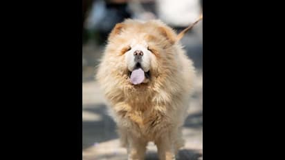 Pet Dog: అమానుషం..పెంపుడు కుక్కపై యాసిడ్ దాడి.. అసలేం జరిగింది?