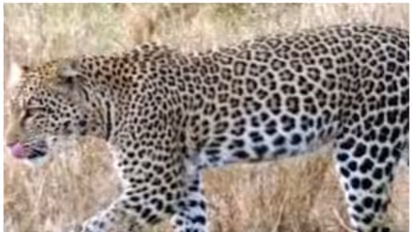 തിരുപ്പതിയിൽ വീണ്ടും പുലി! 6 വയസുകാരിയെ കടിച്ചുകൊന്ന പുലി കെണിയിലായത് ഇന്ന് രാവിലെ: തീർത്ഥാടകർ ഭീതിയിൽ