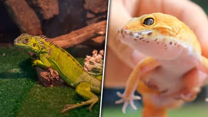 ಥಾಯ್ಲೆಂಡ್ನಿಂದ 402 ಊಸರವಳ್ಳಿ ಮರಿಗಳ ಸ್ಮಗ್ಲಿಂಗ್, ಚೆನ್ನೈ ವಿಮಾನ ನಿಲ್ದಾಣದಲ್ಲಿ ಅರೆಸ್ಟ್!