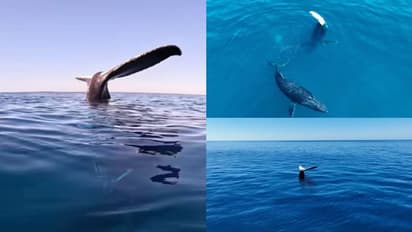 സമുദ്രോപരിതലത്തിൽ ഒട്ടിച്ച് വച്ച പോലെ തിമിംഗലത്തിന്റെ വാല്, വിശദമായ നിരീക്ഷണത്തിൽ കണ്ടത് ഞെട്ടിക്കും...