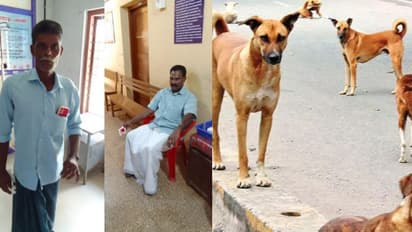 റോഡിലും വീട്ടിലും രക്ഷയില്ല, ഇടുക്കിയിൽ വീണ്ടും തെരുവ് നായ ആക്രമണം, 3 പേർക്ക് കടിയേറ്റു