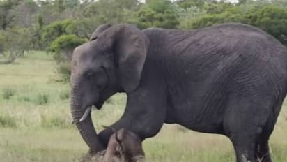 അങ്ങനെയല്ല, ദാ ഇങ്ങനെയാണ് നിൽക്കേണ്ടത്, ആനക്കുട്ടിയെ നിൽക്കാൻ പഠിപ്പിക്കുന്ന അമ്മയാന