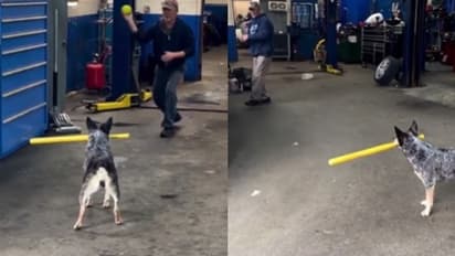 'നോക്കി എറിയടോ...'; വളര്ത്തുനായയുടെ 'അടിപൊളി' വീഡിയോ വൈറല്