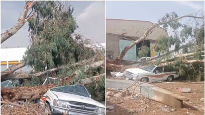 ശക്തമായ കാറ്റ്; സൗദിയിൽ മരം കടപുഴകി വീണ് വാഹനങ്ങൾ തകർന്നു