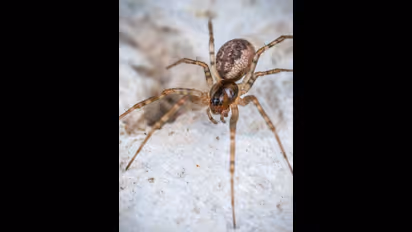 ಜೇಡದ ಭಯಕ್ಕೆ ಕಾರಿನಿಂದ ಜಿಗಿದ ಮಹಿಳೆ, ಆಗಿದ್ದು ಮಾತ್ರ ದೊಡ್ಡ ಅನಾಹುತ!