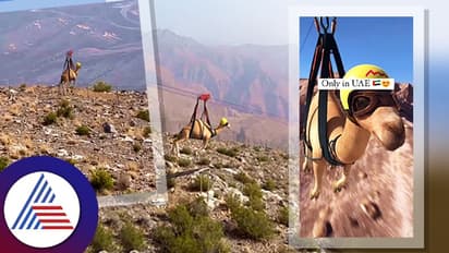 ವಿಶ್ವದ ಅತಿ ಎತ್ತರದ ಜಿಪ್ ಲೈನಲ್ಲಿ ಒಂಟೆಯ ಒಂಟಿ ಸವಾರಿ !