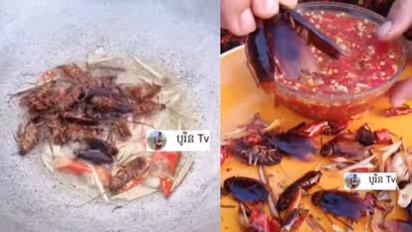  പാറ്റയെ പൊരിച്ച്, സോസിനൊപ്പം കഴിക്കുന്ന യുവതി; വീഡിയോ കണ്ടത് ലക്ഷങ്ങള്‍... 