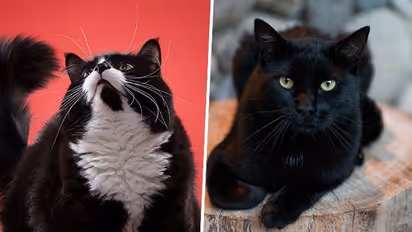 National Black Cat Apprciation Day 2023: Date, history, significance