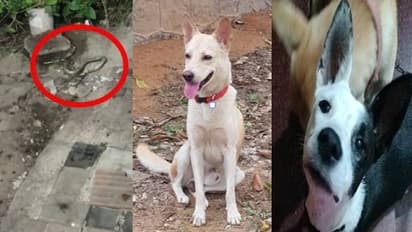 മൂർഖനെ വീട്ടിൽക്കയറാൻ സമ്മതിച്ചില്ല, പോരാടി, ഗുണ്ടുവും ഓറിയോയും, ജീവൻ വെടിഞ്ഞു, നൊമ്പരമായി നായകളുടെ വേർപാട്